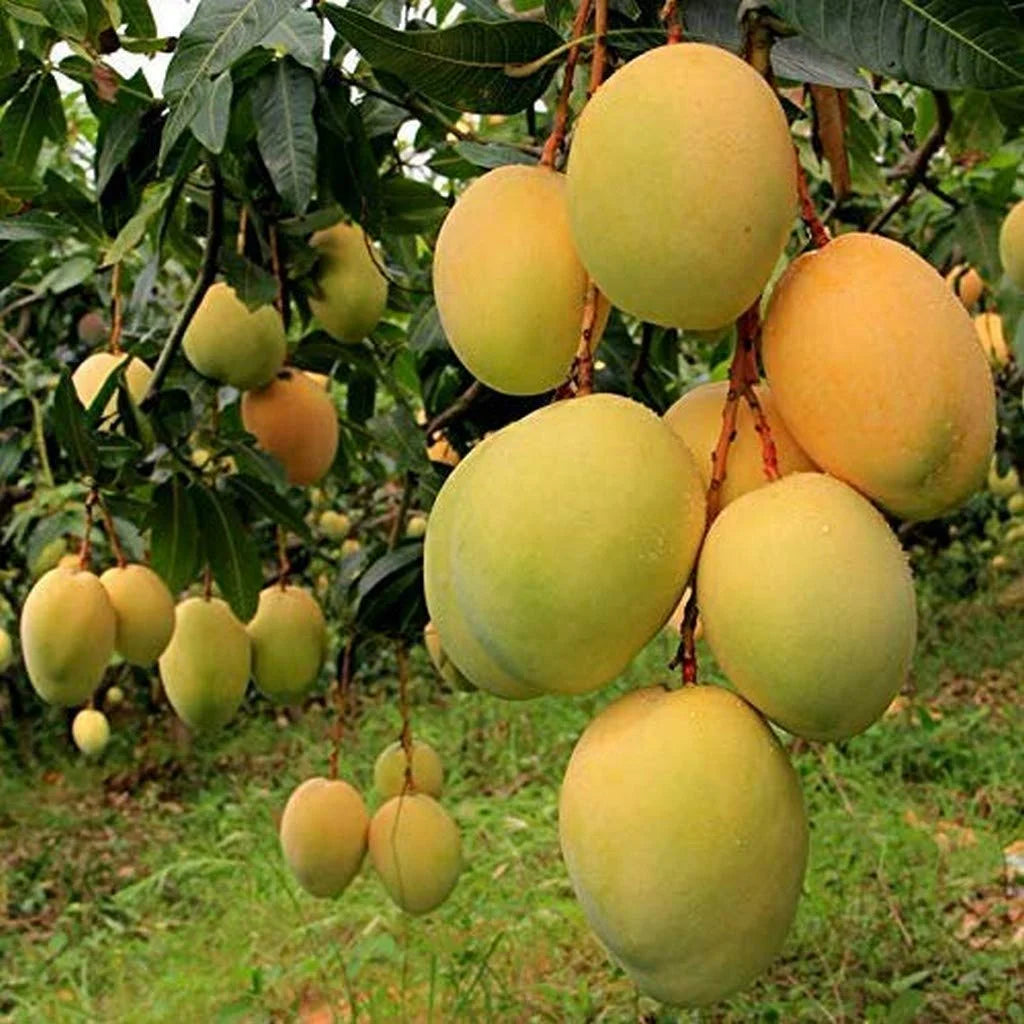 Grafted Bari-11 Mango Fruit Plant