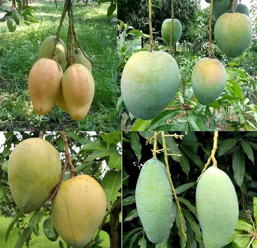 Grafted Bari-11 Mango Fruit Plant