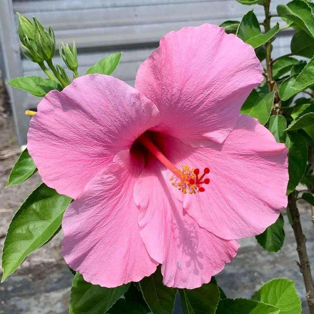 Hibiscus Plant