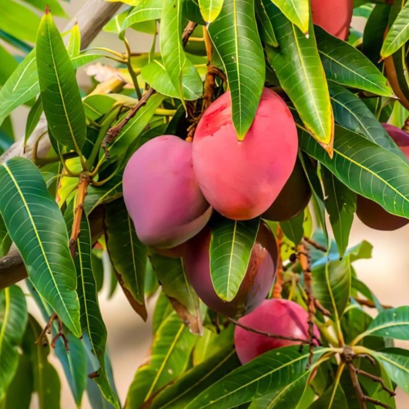 Mango Plants