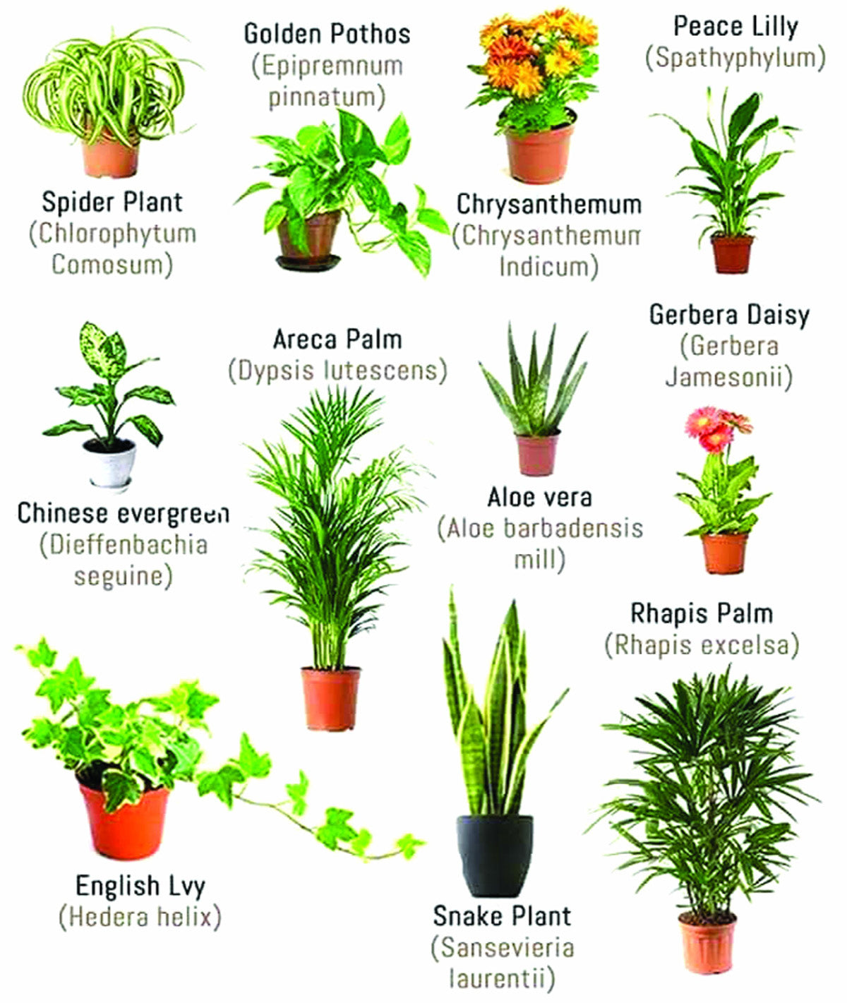 Air Purifying Plants