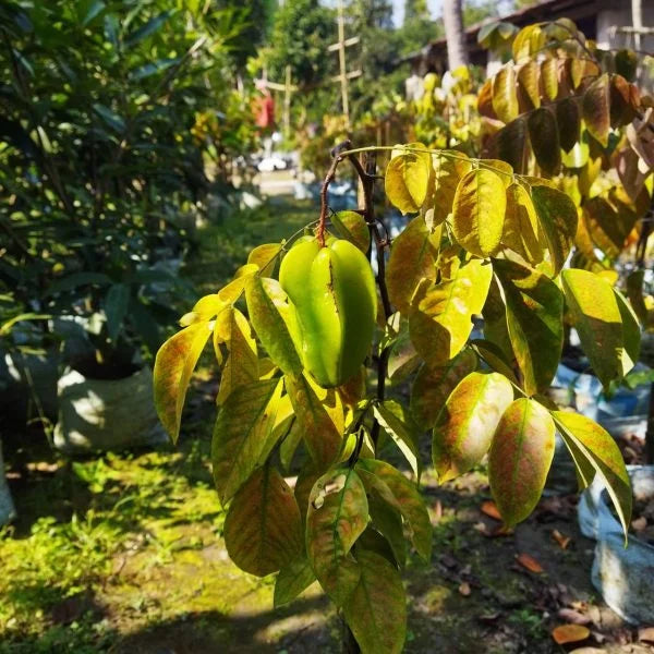 All Time Star-Fruit Grafted Plant.