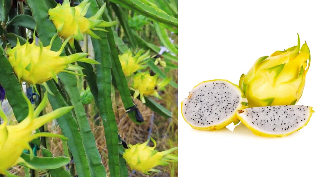 Yellow Colour  Dragon Fruit Plant