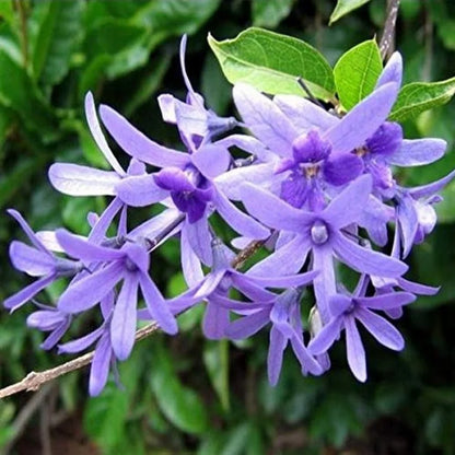 Neel Moni Lota Flower PLANT (Petrea Volubilis Volubilis)