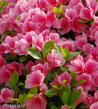 Azalea Flower Plant (Pink Colour)