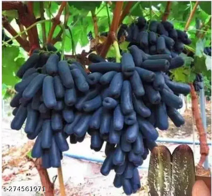 Grape Fruit Plant | Angoor Vine