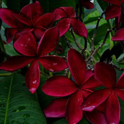 Plumeria/Blood Red | Frangipani Flower  Plant