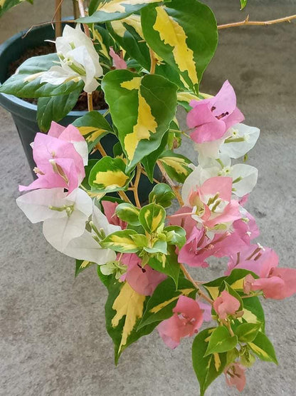 (Gardenershub) Bougainvillea Flowers Plant For Home Garden