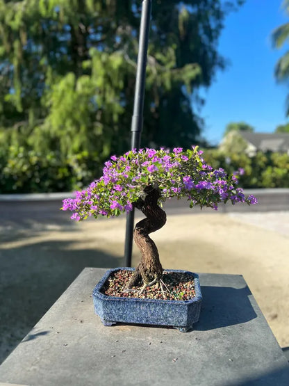 Blue Bell Bonsai Plant