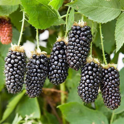 Blackberry Fruit Plant For Gardening