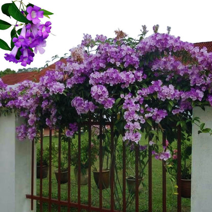 Garlic Vine   Flower Plant For Gardening