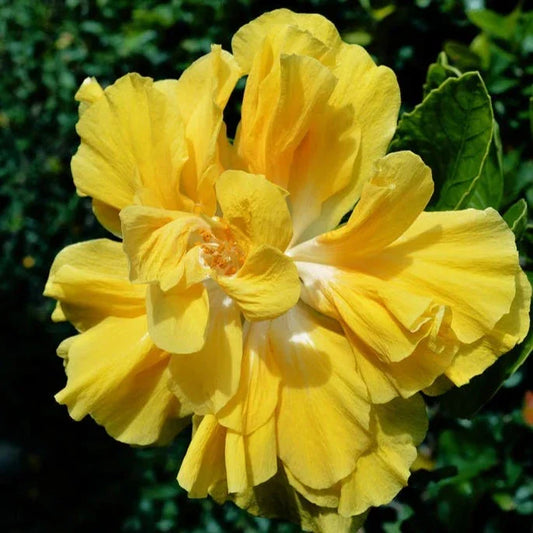 American Yellow Thoka Hibiscus Plant