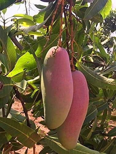 Red Banana Mango Fruit Plant