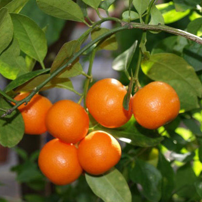 Mandarin Orange Fruit  Plant-Grafted