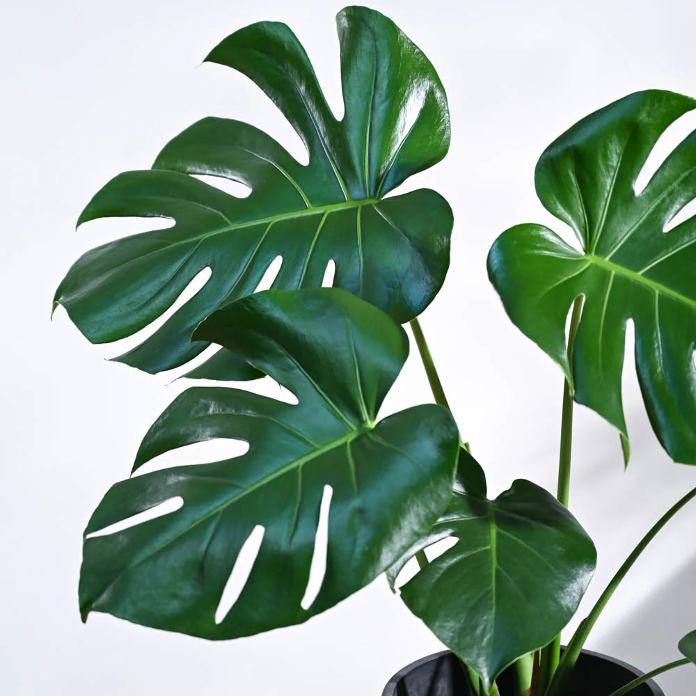 Monstera Deliciosa Plant