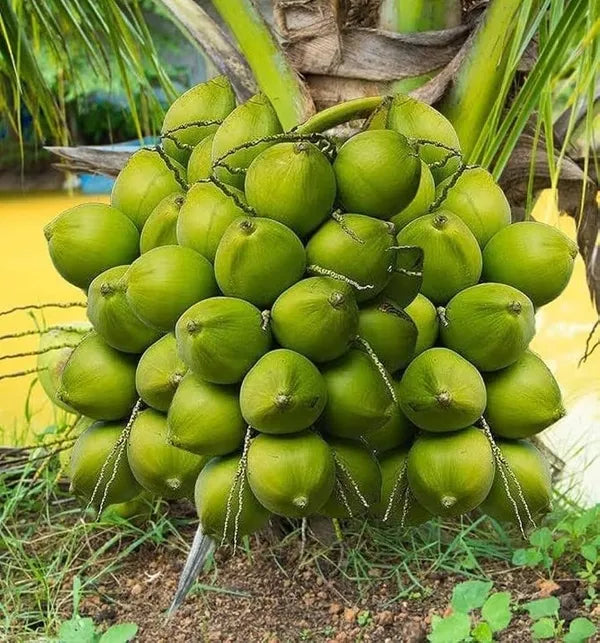 Vietnum Hybrid Coconut Fruit Plant