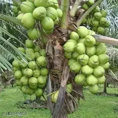 Vietnum Hybrid Coconut Fruit Plant