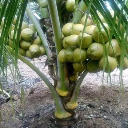 Vietnum Hybrid Coconut Fruit Plant