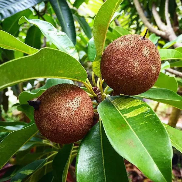 Variegated Chiku Grafted Fruit Plant