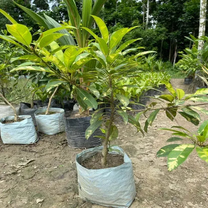 Variegated Chiku Grafted Fruit Plant