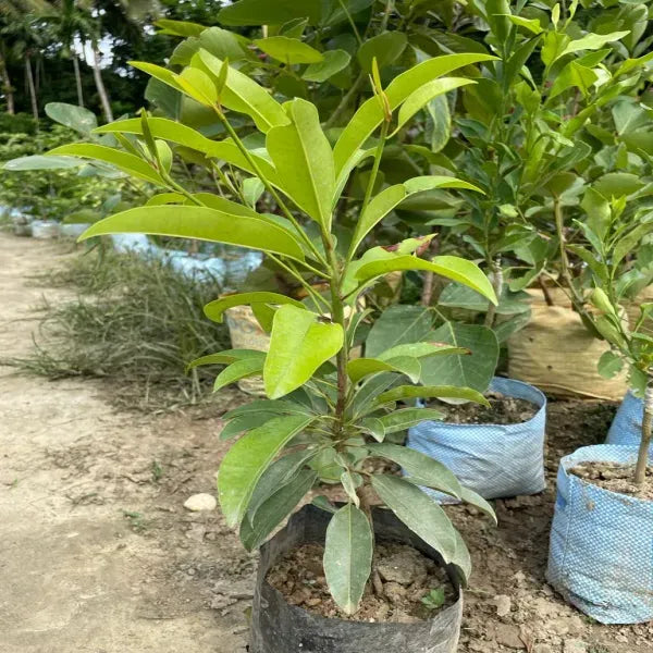 Thai Chiku Grafted Fruit Plant