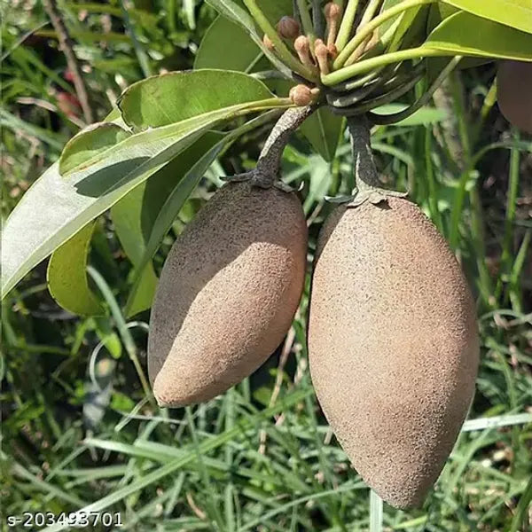 Thai Chiku Grafted Fruit Plant