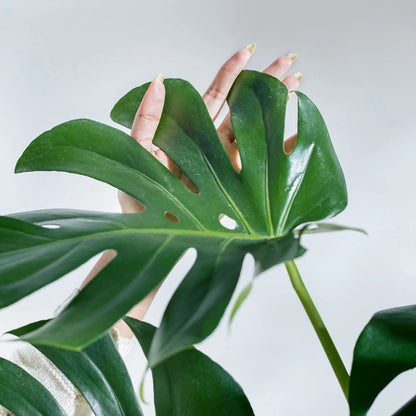 Monstera Deliciosa Plant