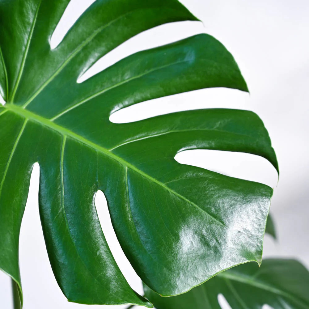 Monstera Deliciosa Plant