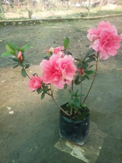 Azalea Flower Plant (Pink Colour)