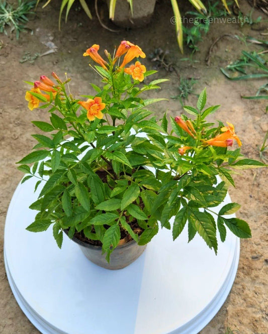 Tecoma Orange Vine Flowers Plant