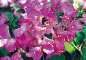 Bougainvillea flower plant for home garden