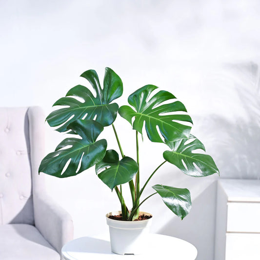 Monstera Deliciosa Plant