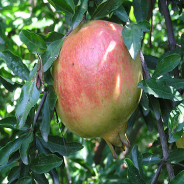 Anar Ganesh- Fruit Plants & Tree