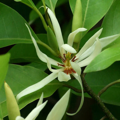 White Champaca / Magnolia alba (Grafted) -  Plants