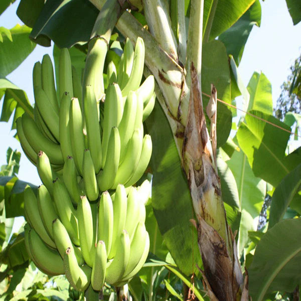 Banana TC Green - Fruit Plants & Tree