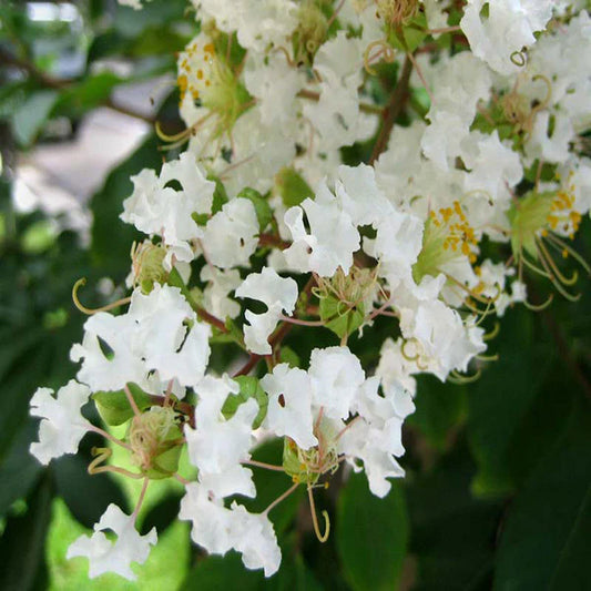 Lagerstroemia Furush White / Crepe Myrtle White - Avenue Trees