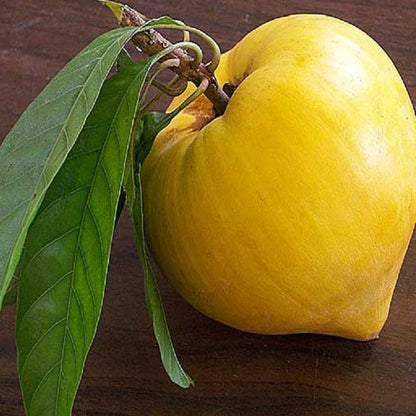 Eggfruit - Fruit Plants