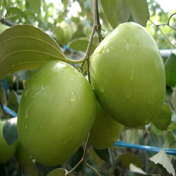 Jujube Apple Ber (Grafted) -Fruit Plants & Tree