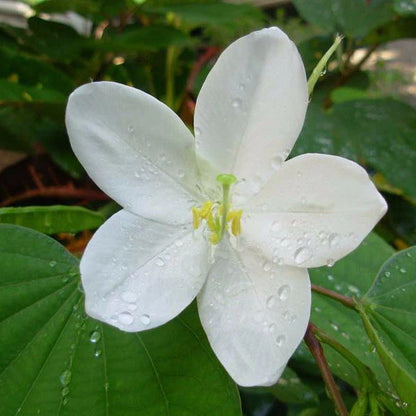 Bauhinia Dwarf White- Flowering Shrubs