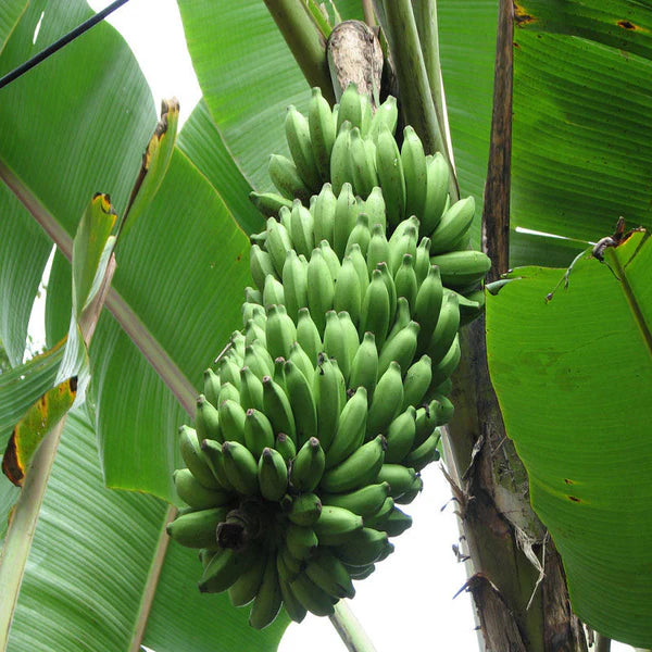 Banana Amruthapani - Fruit Plants & Tree