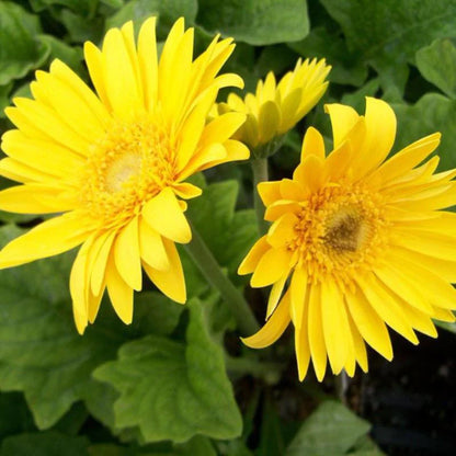 Gerbera  Perennial Flower Plant (Yellow)