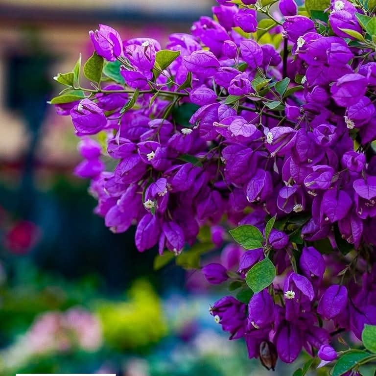 Purple Tanglong Bougainvillea flower plant