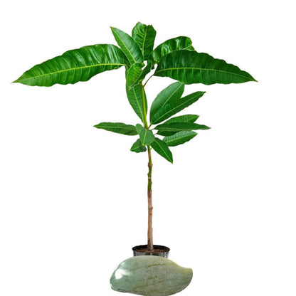 (Gardenershub) Brunei King Mango Plant