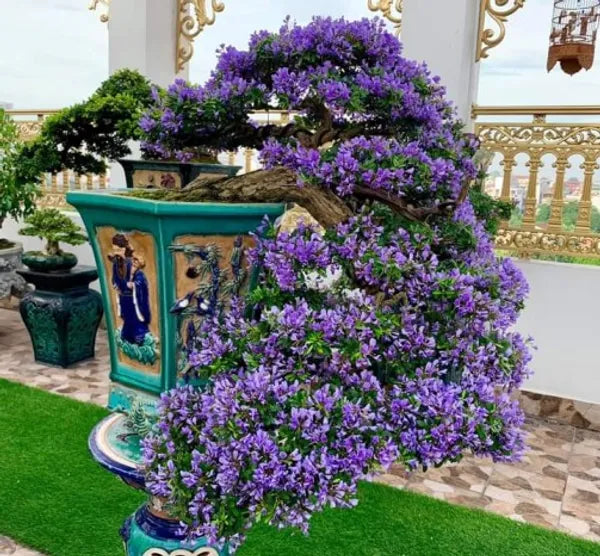 Blue Bell Bonsai Plant