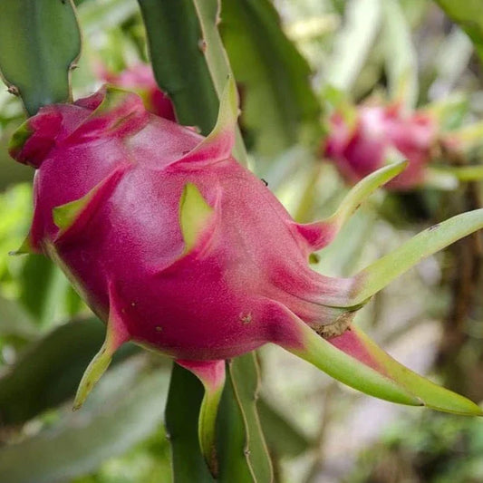 Dragon Fruit Plant For Home Garden