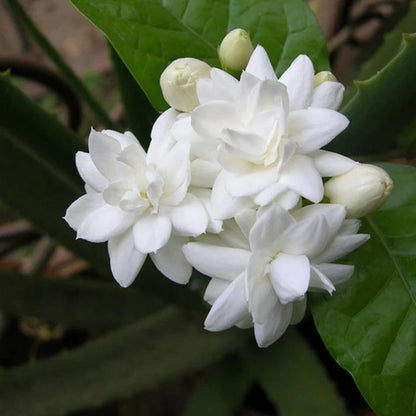 Jasmine Mini/Mogra  Flowering Plant