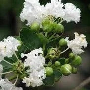 Frush Flowering Plant (White Colour)