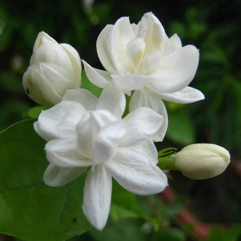 Jasmine Mini/Mogra  Flowering Plant