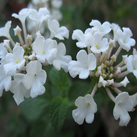 Lantana White - Flowering Shrubs