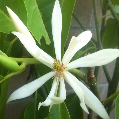 White Champaca / Magnolia alba (Grafted) -  Plants